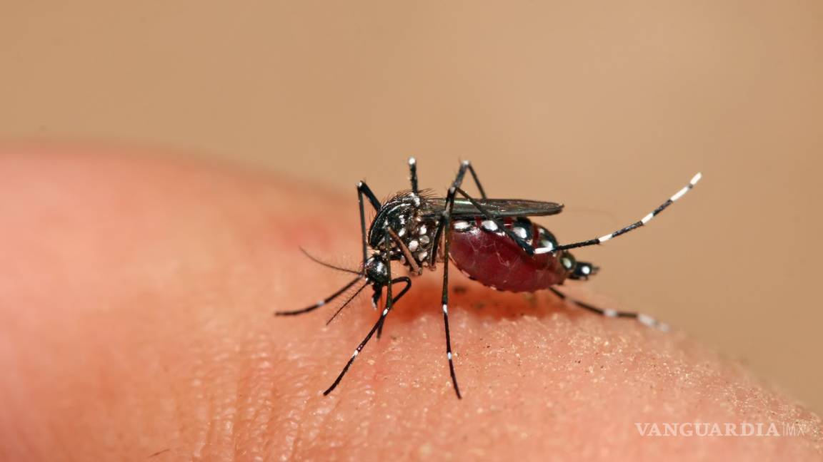 Estudian interacción del virus del dengue y las células de mosquito para entender enfermedad