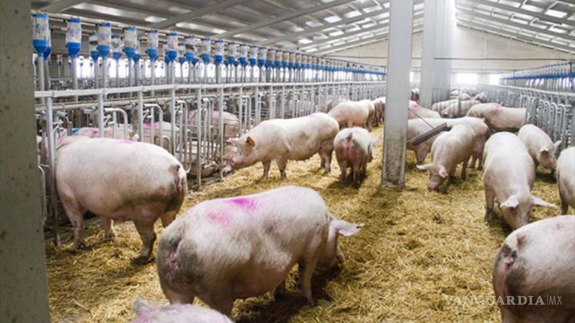 Industria porcina y agropecuaria de EU, molesta con aranceles de Trump