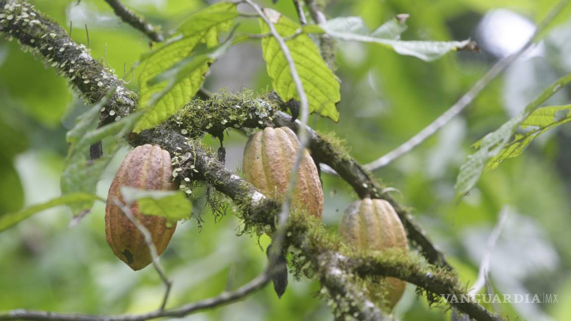 $!Considerado como el oro marrón, el cacao ha sido durante siglos una fuente de riqueza y sustento sobre todo para los países productores de África y de AL.