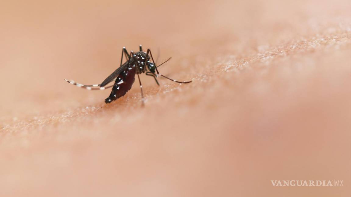 Se disparan casos de dengue por lluvias; Coahuila suma 77 reportes