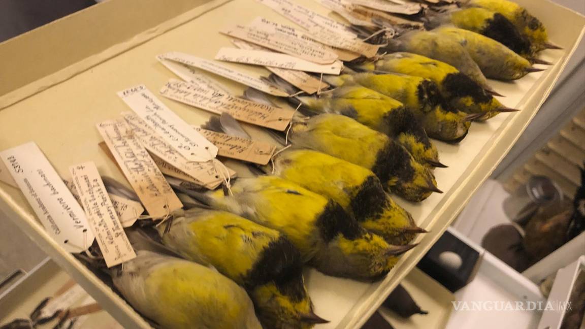 $!Ejemplos de la reinita de Bachman se encuentran en una bandeja de muestras en la Academia de Ciencias de California en San Francisco. El gobierno de Estados Unidos declara extintas a la reinita de Bachman y 22 aves, peces y otras especies más. Es raro que los funcionarios de vida silvestre pierdan la esperanza en una planta o un animal, pero los científicos del gobierno dicen que han agotado sus esfuerzos para encontrar estos 23. AP/Haven Daley