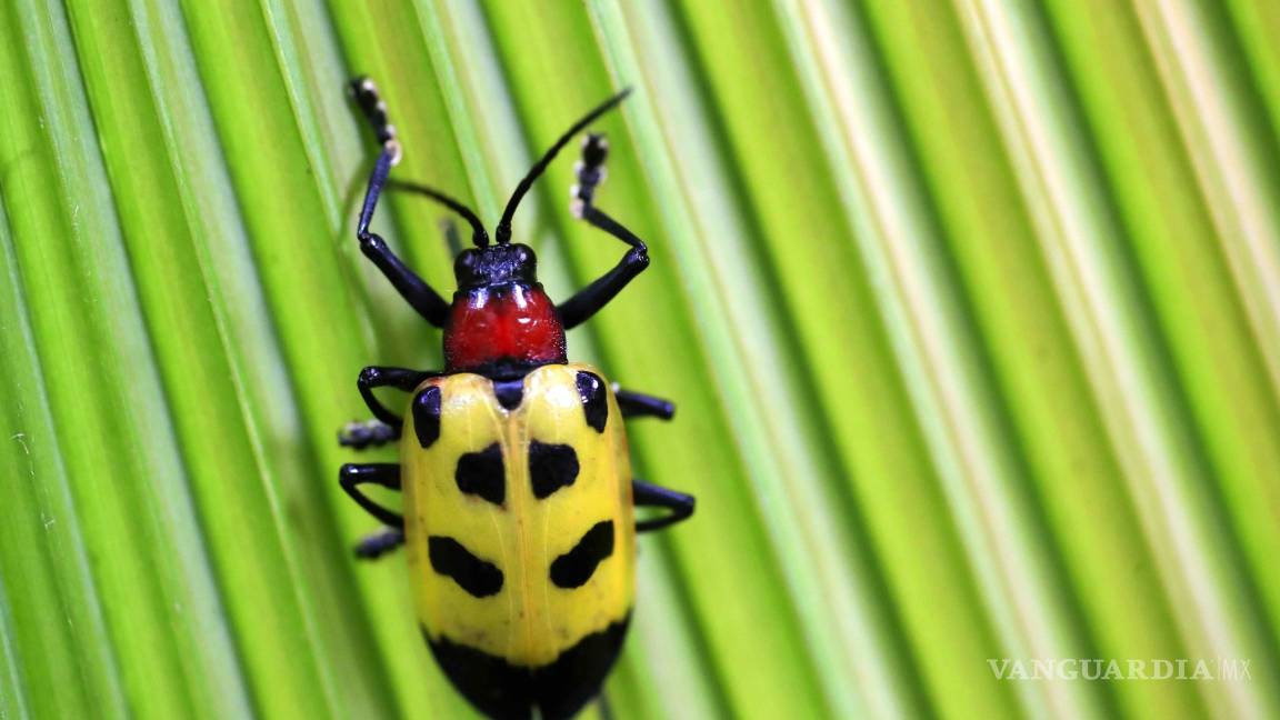 $!Amenaza crisis climática a especies en peligro