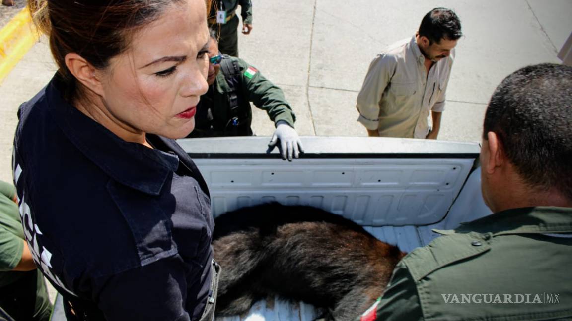 $!Localizan oso negro muerto sobre carretera 57; será usado con fines científicos