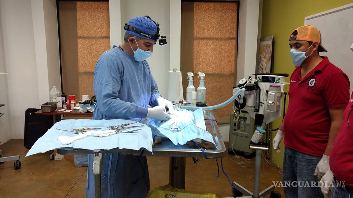 $!En Acuña y Piedras Negras esterilizan 60 perros y gatos durante campaña de “Amor Canino”