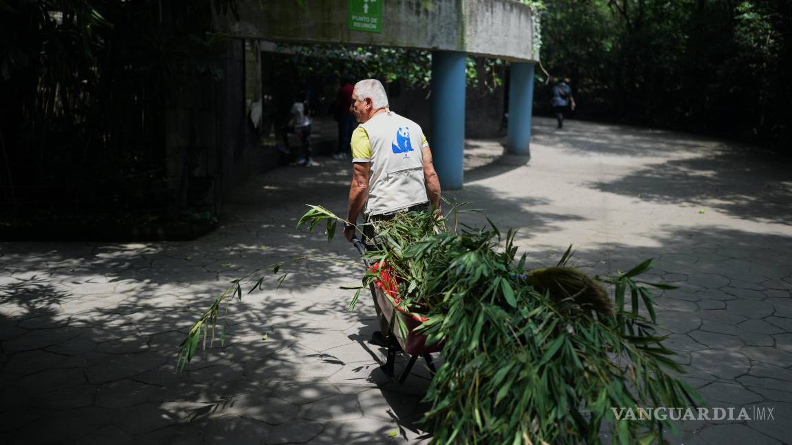 $!El cuidador del zoológico Joel Frias Manríquez jala una carretilla llena de ramas de bambú para Xin Xin, una panda mexicana de 35 años.