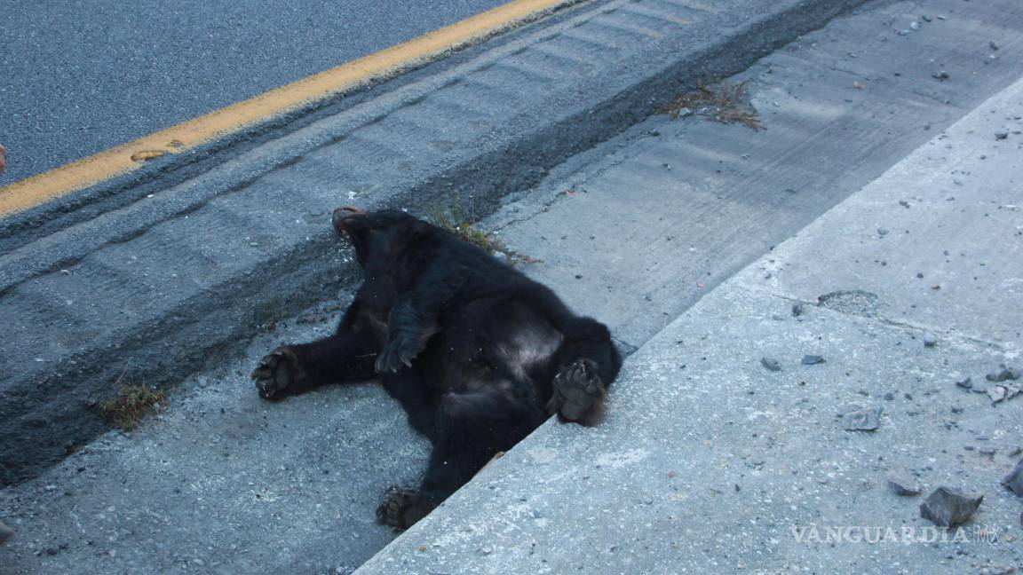 $!Encuentran muerto a oso negro en carretera a Los Chorros