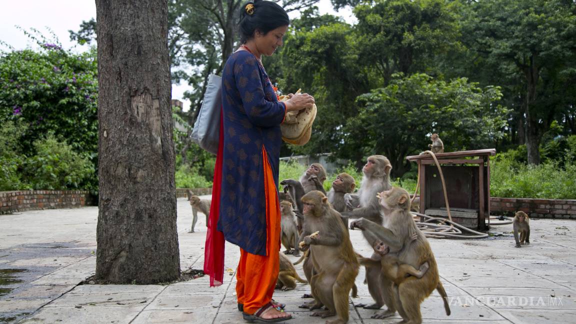300 monos esperan ansiosamente cada día Saraswati Dangol en el templo hindú de Pahsupatinath para recibir su porción de pan