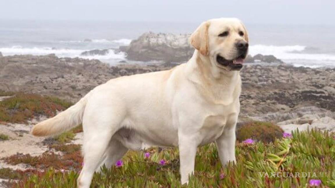 $!¿Cuáles son las 10 razas de perros más inteligentes?