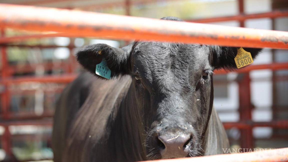 $!Coahuila mantiene activas 43 trampas de monitoreo sanitario y no registra casos de gusano barrenador del ganado.