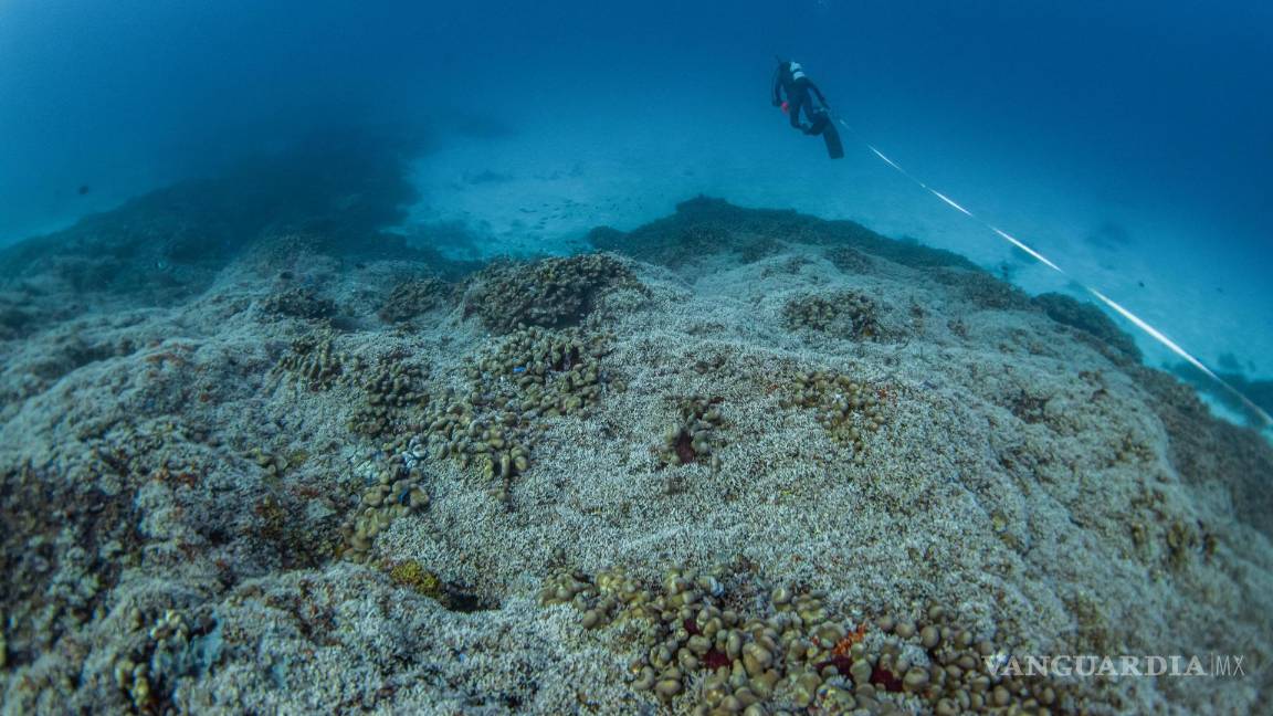 $!Fotografía cedida por National Geographic Pristine Seas de uno de sus buzos inspeccionando el coral más grande del mundo en las Islas Salomón.