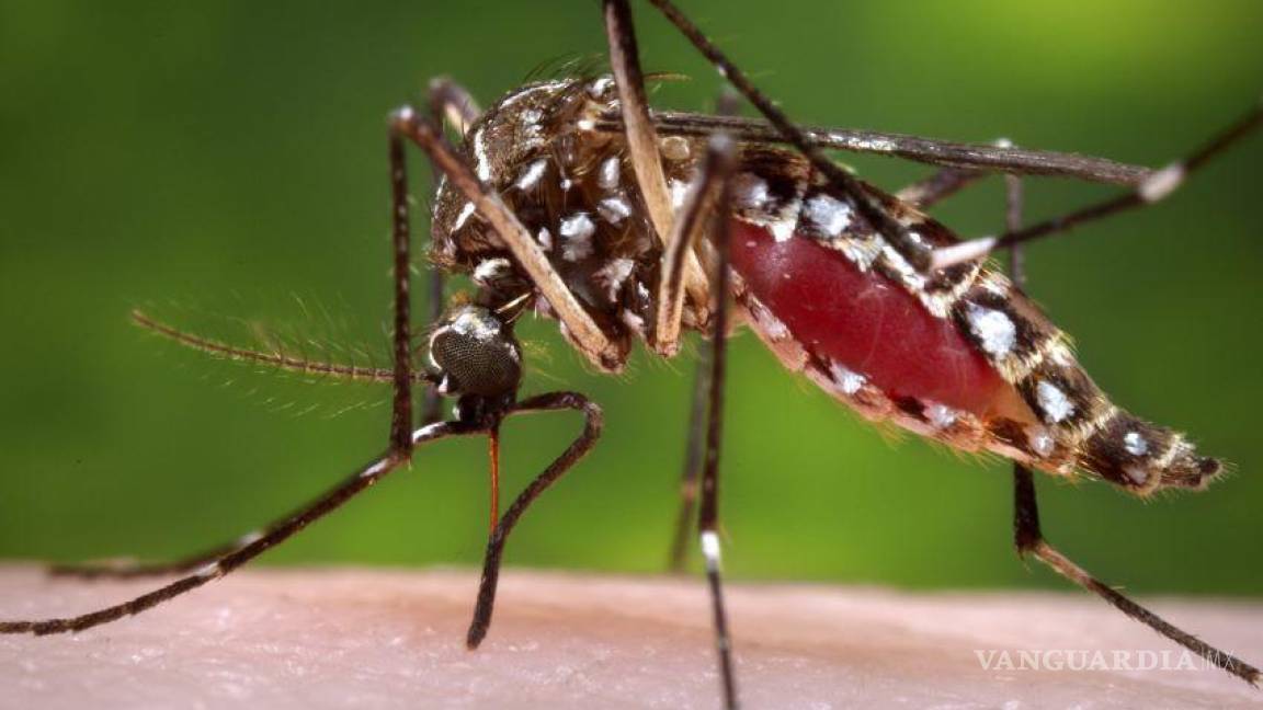 Aumentan casos sospechosos de Dengue en Piedras Negras; autoridades emiten alerta