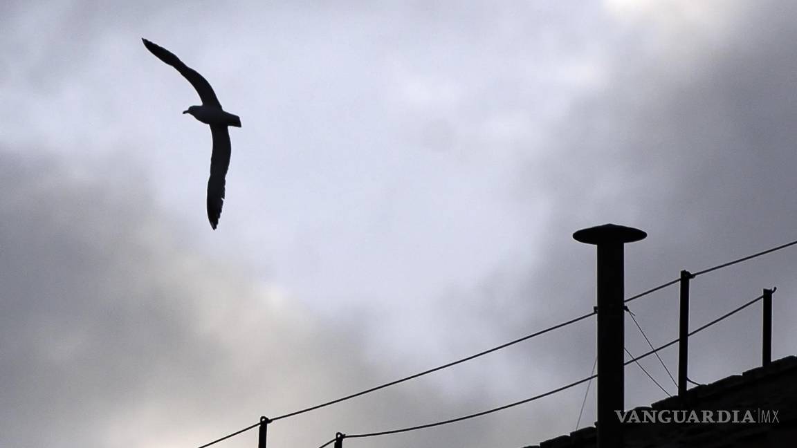 $!Un pájaro vuela junto a una chimenea instalada en el techo de la Capilla Sixtina en la Plaza de San Pedro, Vaticano.