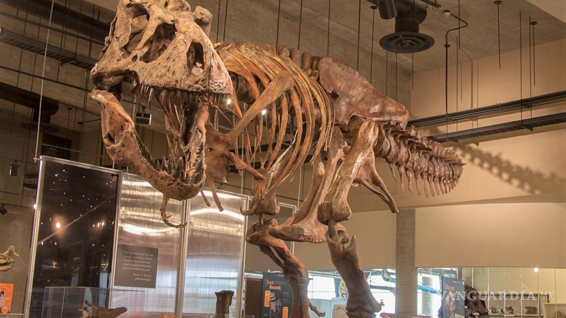 $!Scotty, el tiranosaurio más grande jamás descubierto