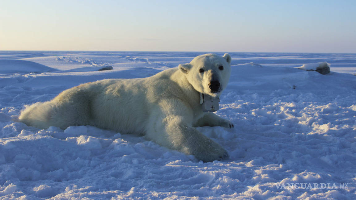 Osos polares atraen turistas a una aldea nativa en Alaska