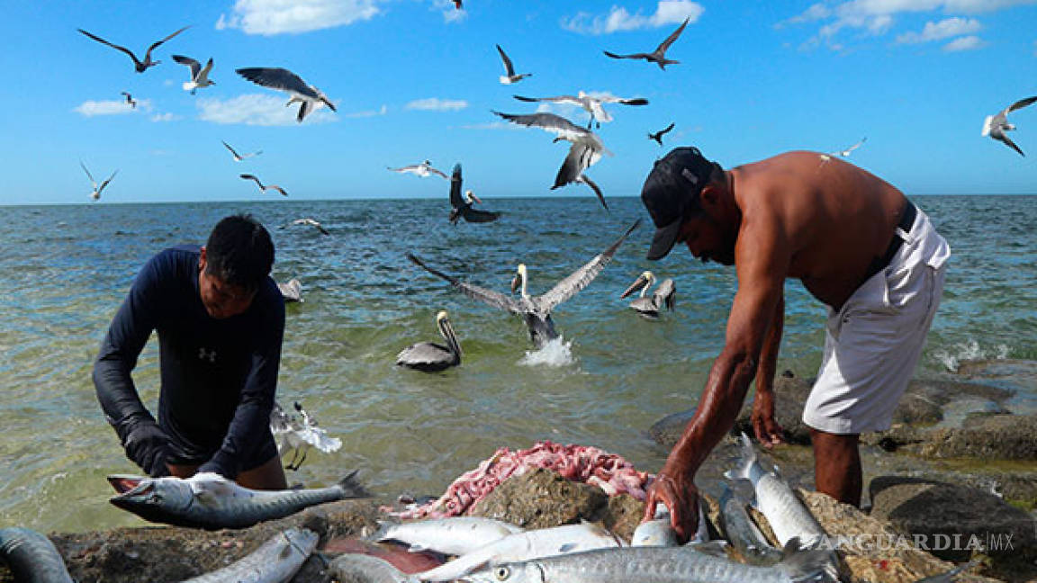 Por recortes, temen mayor pesca ilegal en costas