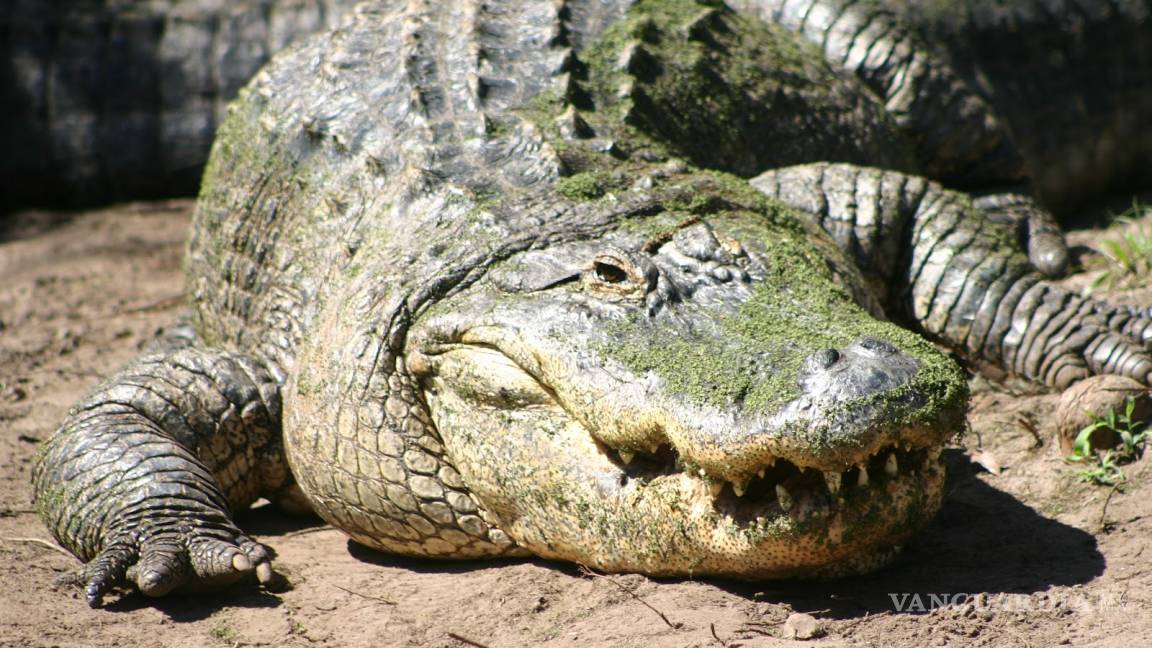 Elevan alerta por cocodrilos en Australia por inundaciones