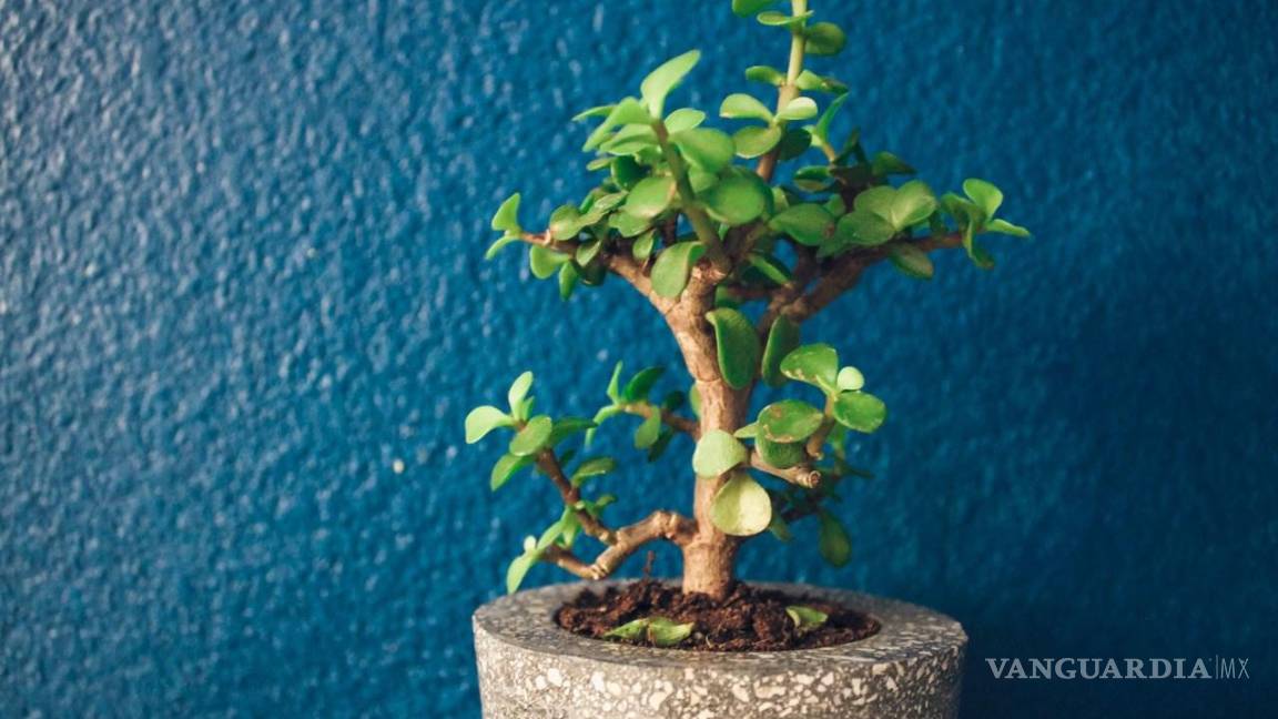 $!Los amantes del Feng Shui deben tener una plectranthus en casa.