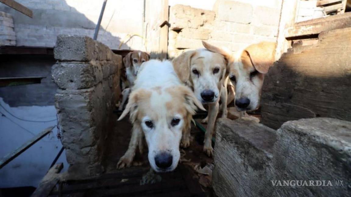 ¡Tacos de ‘suaperro’!... revientan casa donde engordaban a perritos para vender su carne en taquerías (videos)