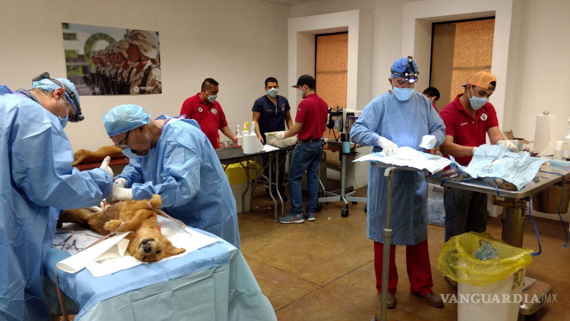 En Acuña y Piedras Negras esterilizan 60 perros y gatos durante campaña de “Amor Canino”