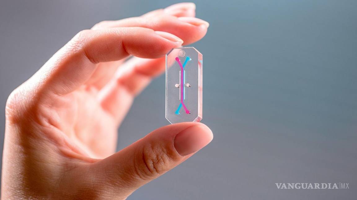 $!Un chip de órgano para realizar experimentos con médula ósea en el espacio.