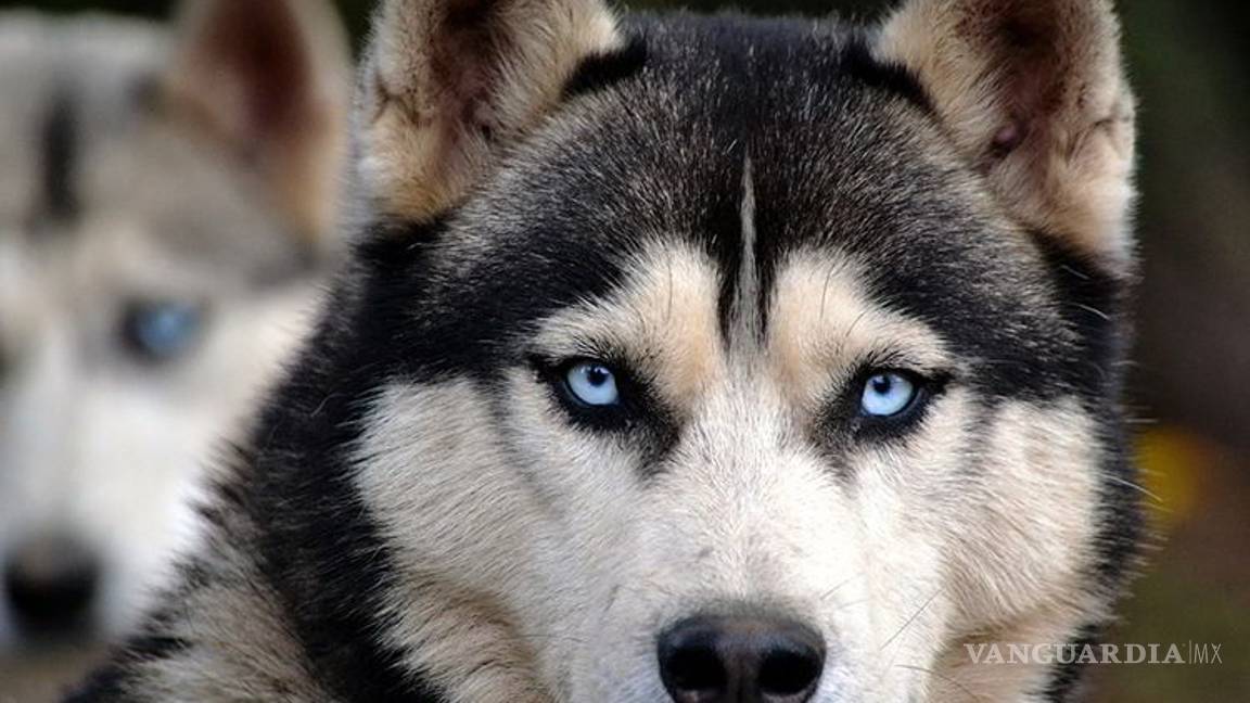 $!Los peores perros para los niños