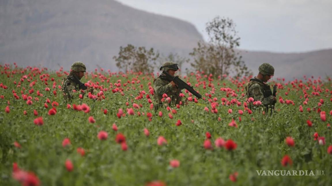$!Sedena encuentra y destruye mega plantío de amapola en zona del Cártel de Sinaloa