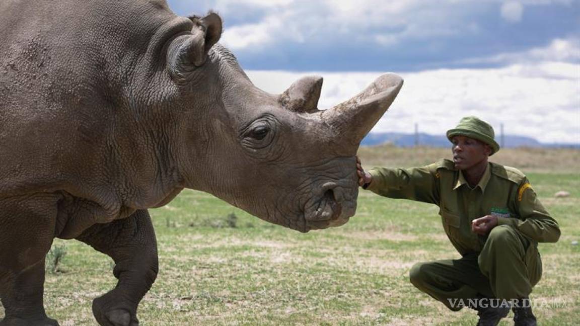 Para salvar la especie, último rinoceronte blanco recurre a Tinder
