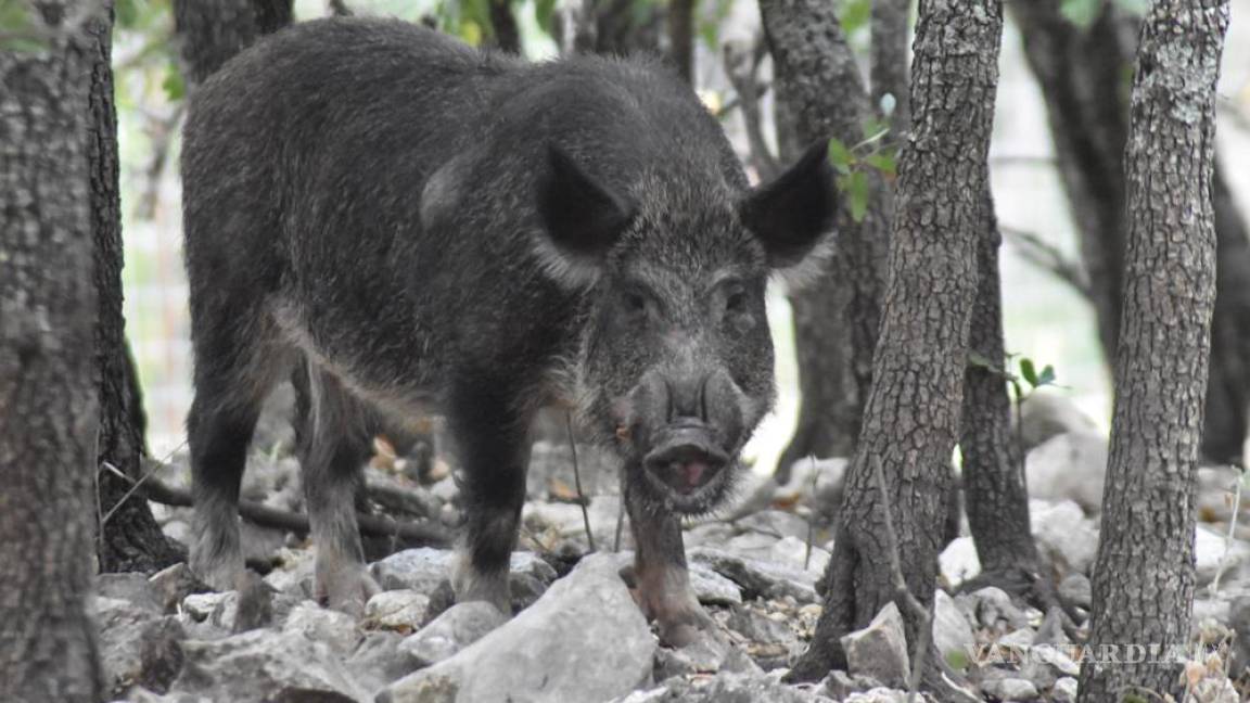 ‘Súper cerdos’ salvajes están invadiendo EU, son millones en todo el país