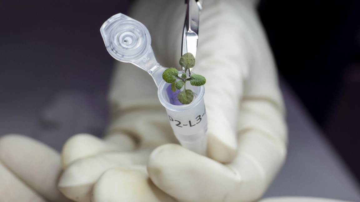 $!Una planta cultivada durante el experimento en un vial para un eventual análisis genético en el laboratorio de la institución en Gainesville, Florida (EU).