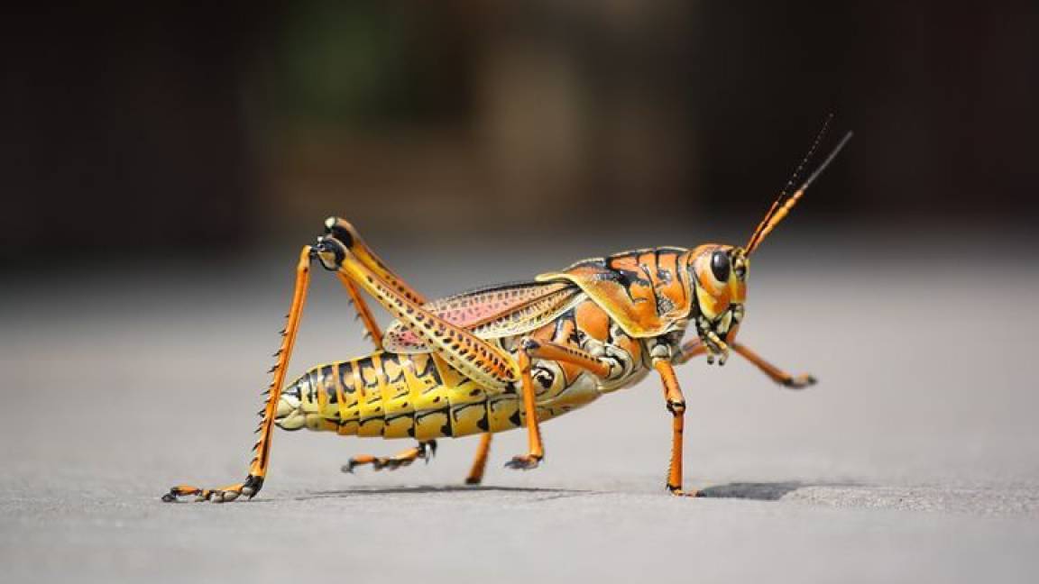 $!¿Apocalipsis de insectos?, disminuye 41% de las especies en el mundo