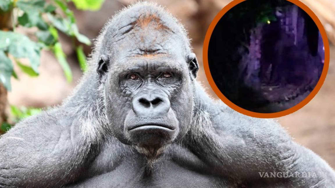 ¿Qué hace un gorila suelto en México?... aterroriza avistamiento de primate en zonas rurales de Hidalgo, Puebla y Edomex (video)
