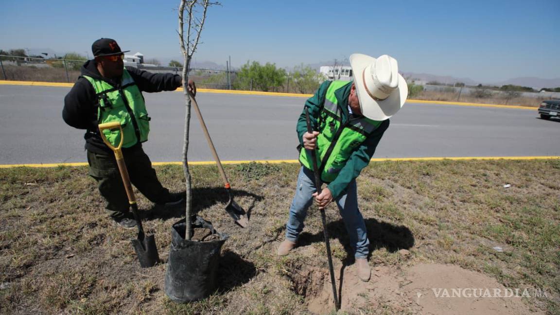 $!Realiza Saltillo más acciones de reforestación de bulevares con programa ‘Bosques Urbanos Lineales’
