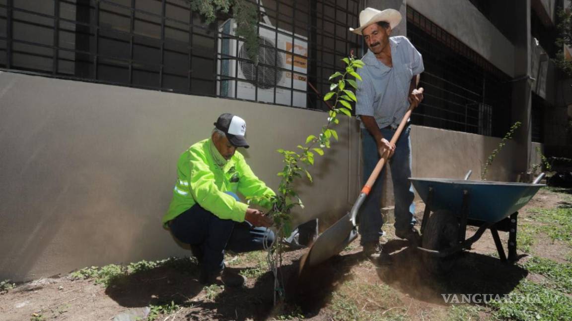 Reforesta Saltillo áreas verdes de manera intensiva, van por 8 mil árboles sembrados en un mes