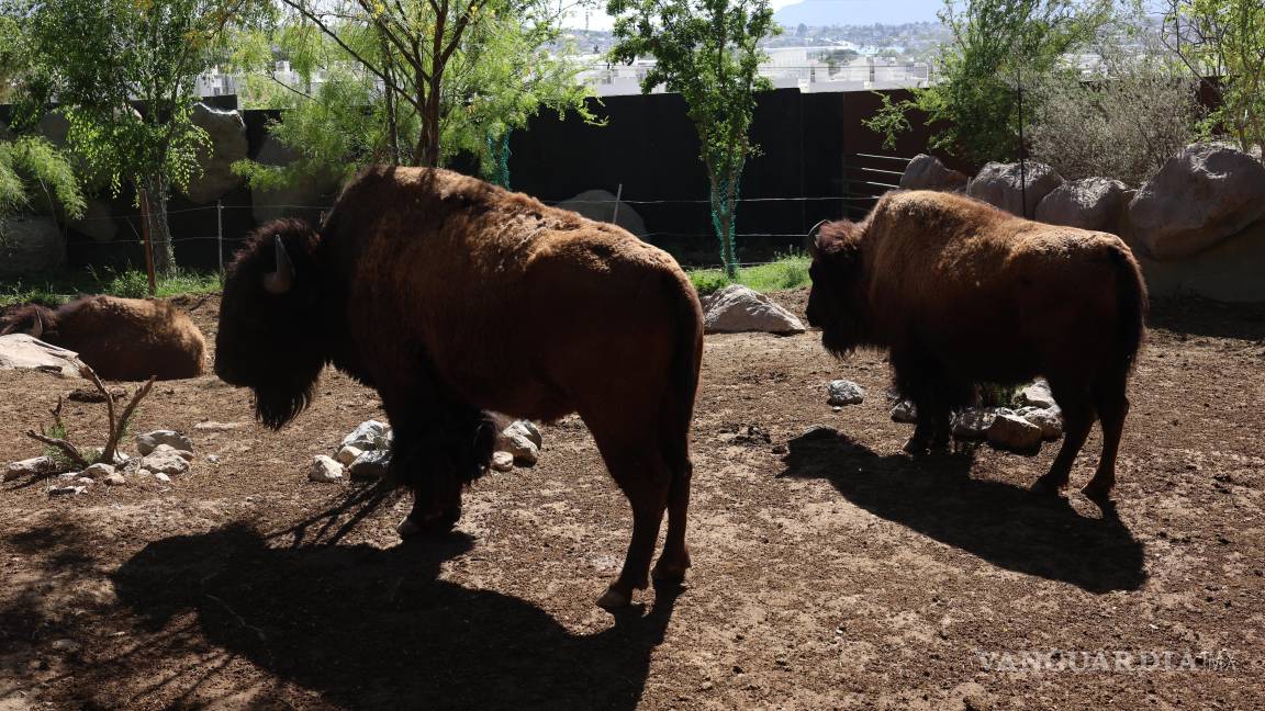 $!Elvis, Florencio y Mike, tres bisontes jóvenes, serán trasladados al santuario en busca de un entorno natural adecuado para su preservación.