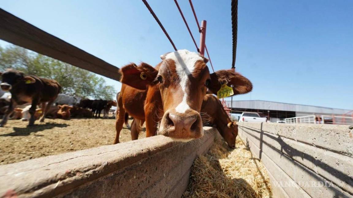 Piden ganaderos de Coahuila trato diferenciado a Estados Unidos