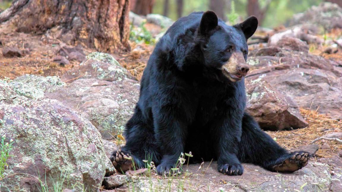 En Coahuila, la protección al oso negro es una acción permanente