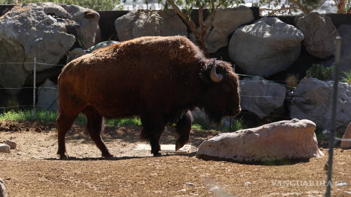 $!La colaboración con el Rancho El Uno en Janos, Chihuahua, es clave para el éxito de este proyecto de conservación.