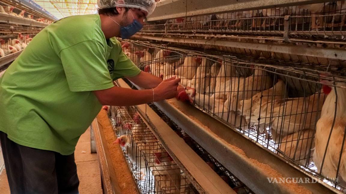 Detectan brote de influenza aviar en dos granjas de Coahuila; sacrifican a 70 mil aves