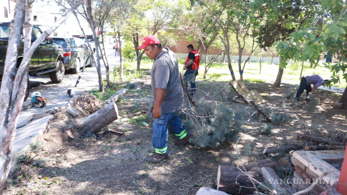 $!Cuadrillas del programa “Aquí andamos” retiran árboles derribados por el viento en la colonia Kiosco.
