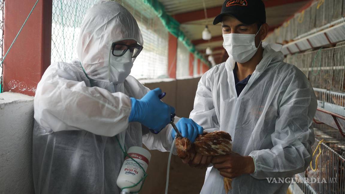 Ecuador: primer caso de gripe aviar en humanos enciende ‘alerta de pandemia’