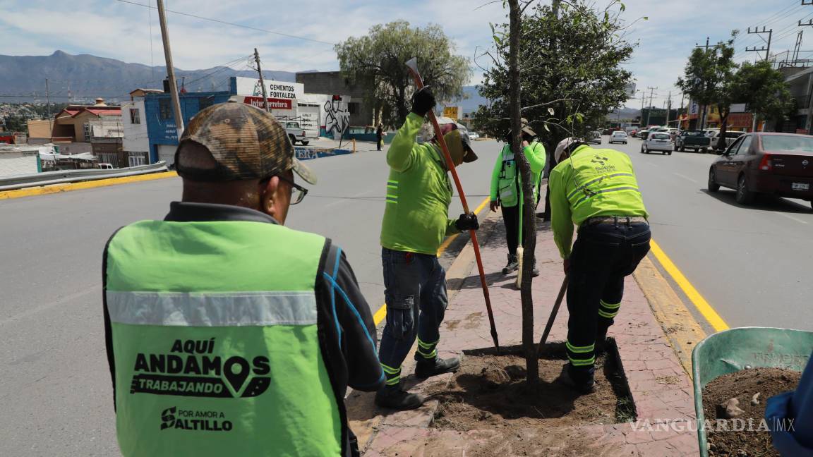 Reforestan glorieta y camellón de la calzada Madero, en Saltillo
