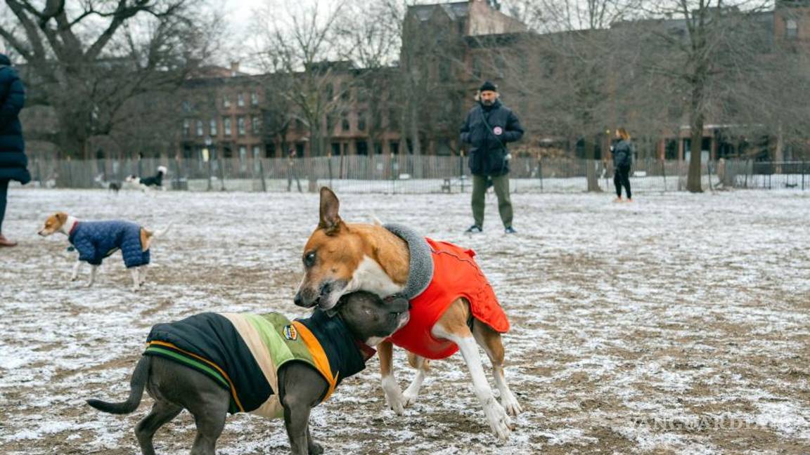 $!Los perros juegan en un área sin correa de Fort Greene Park en Brooklyn.