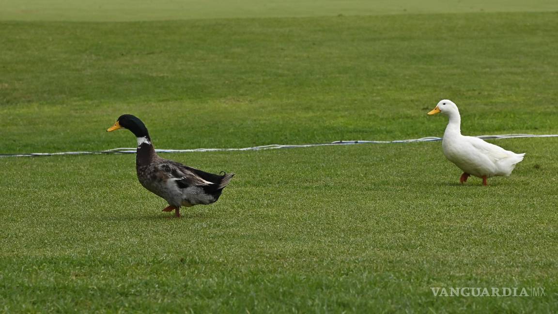 $!Una patita empolló sus huevos en pleno Torneo Anual del Club Campestre de Golf 2024.