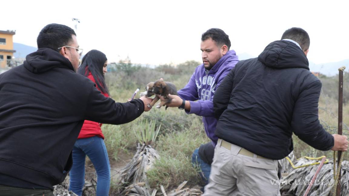 En medio del frío, rescatan a 24 perritos abandonados en un terreno baldío en Nuevo León