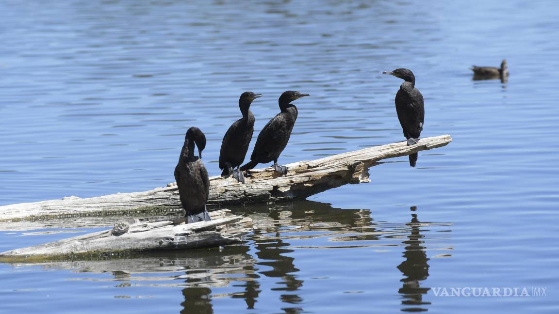 Saltillo será sede del Primer Encuentro de Observadores de Aves del Noreste