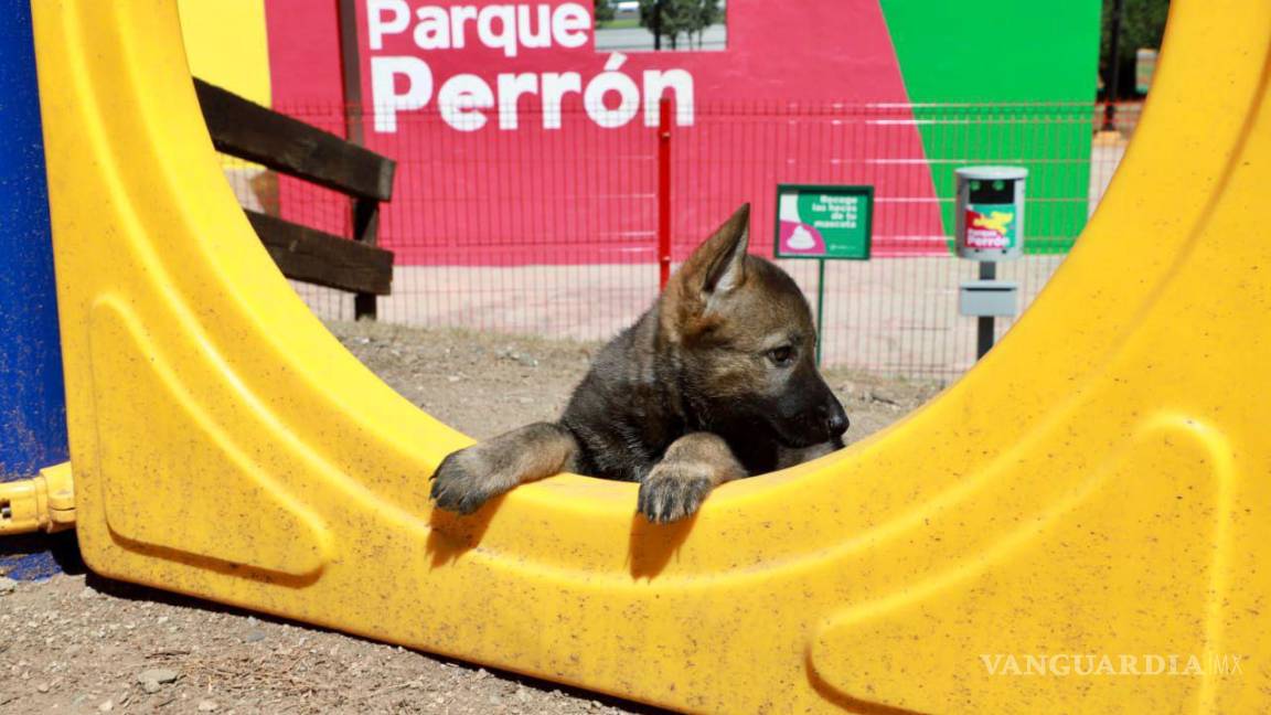 Listo el segundo Parque Perrón en Saltillo; está ubicado en el Centro Metropolitano