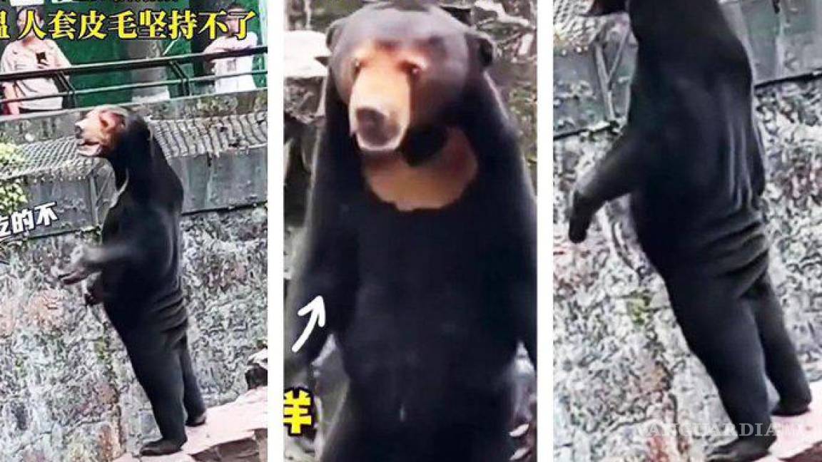¿Osos o humanos disfrazados?, zoológico chino aclara polémica por video viral