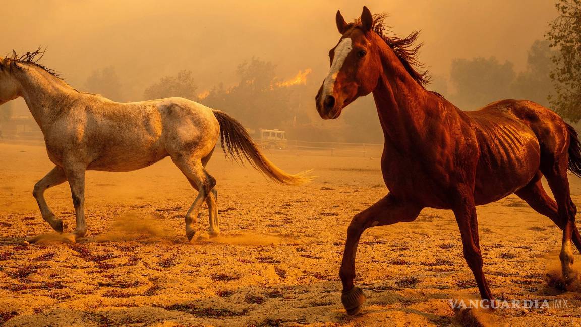 $!Los caballos galopan en un recinto en Swanhill Farms mientras el incendio Mountain arde en Moorpark, California.