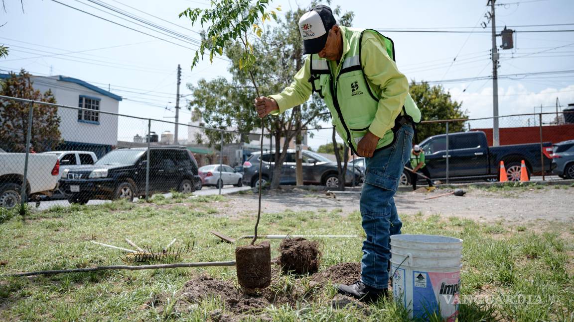 $!Más de 7 mil 800 árboles y plantas han sido sembrados en Saltillo como parte del programa municipal de reforestación.