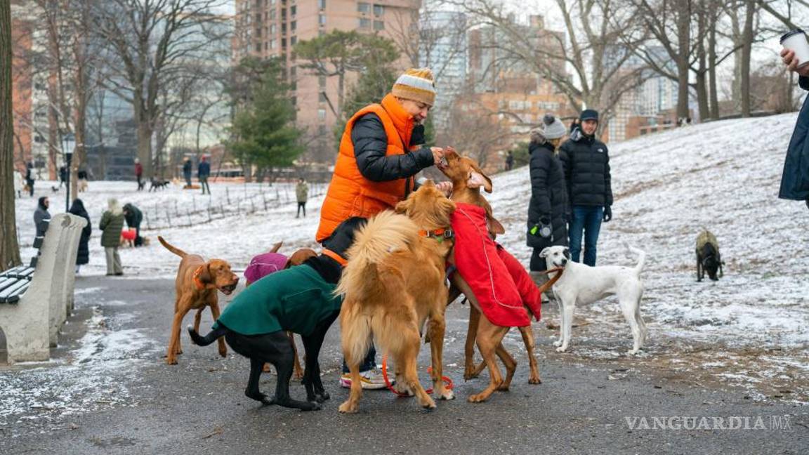 $!Perros en busca de un regalo en un área sin correa de Fort Greene Park en Brooklyn.
